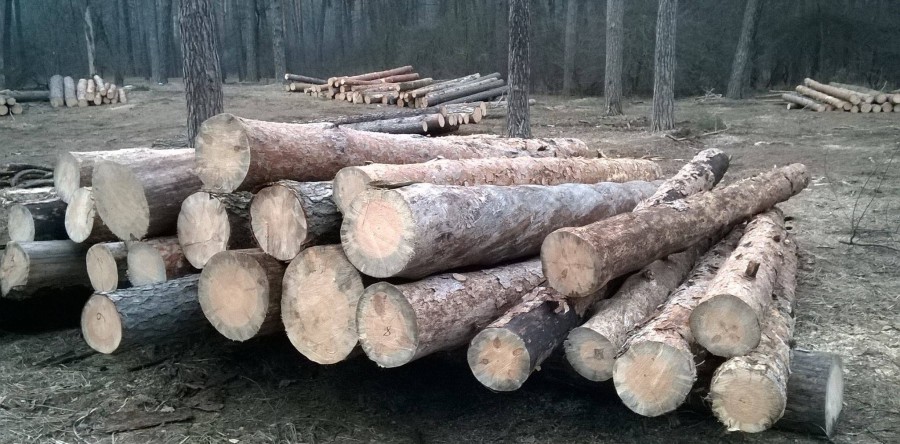 У Соснівці вирубують ліс