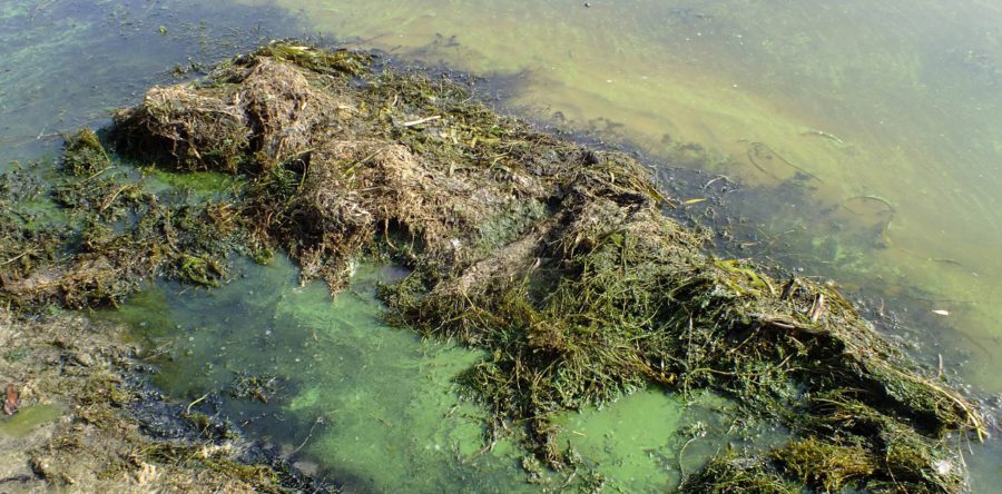 Черкаські пляжі рятують від смердючих водоростей