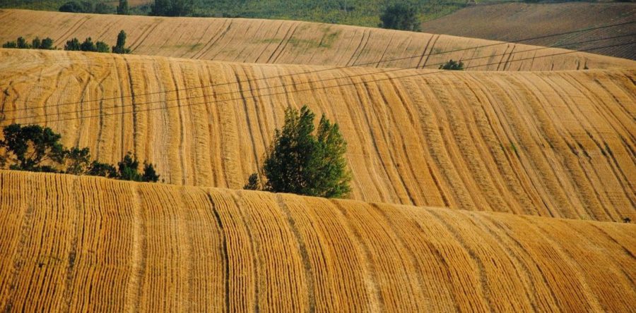 Батьківщинівець проти хаотичного продажу землі в Україні