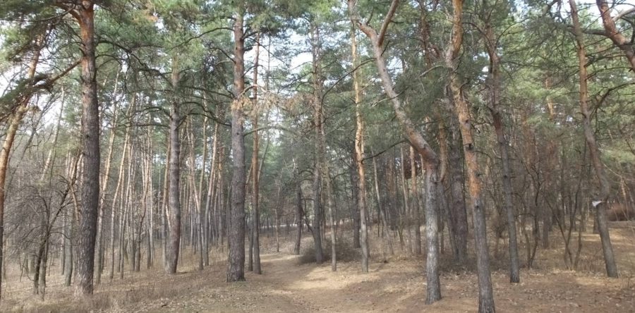 «Сосновий бір» оживає після зими