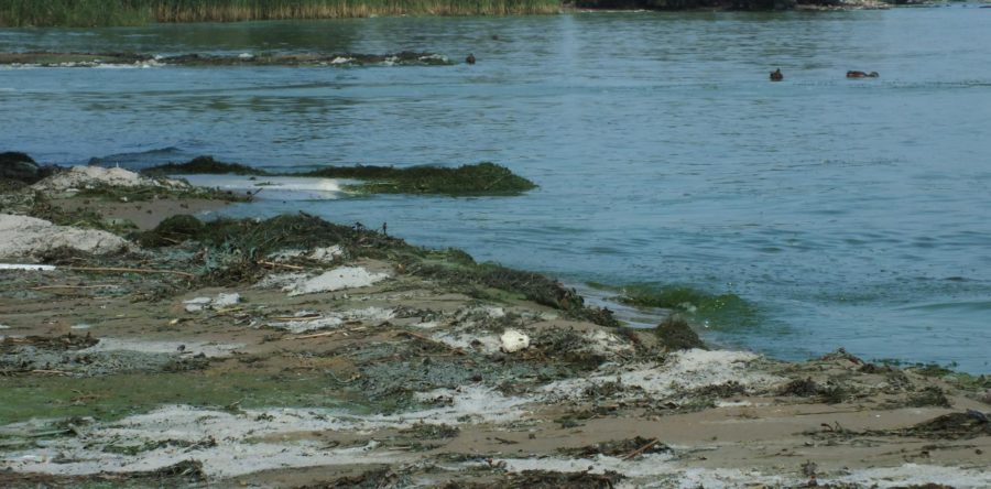 Зелена вода та мертва риба: Дніпро знову цвіте