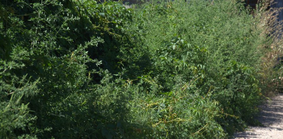 Черкаське середмістя заполонила амброзія