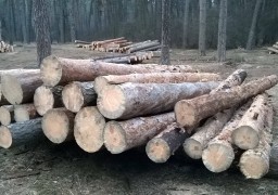 У Соснівці вирубують ліс