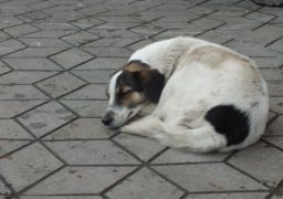 «Черкаська Хатіко»: собака понад два місяці чекає господаря на зупинці
