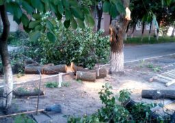 В середмісті Черкас знищують фруктові дерева