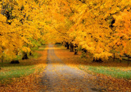 Гідрометцентр: золота осінь затримається на Черкащині щонайменше до середини листопада