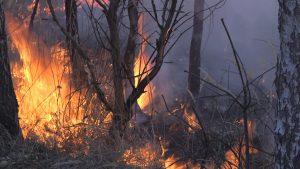 Липівський орнітологічний заказник, пожежа,