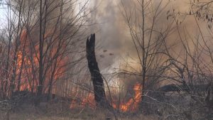 Липівський орнітологічний заказник, пожежа,