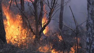 Липівський орнітологічний заказник, пожежа,