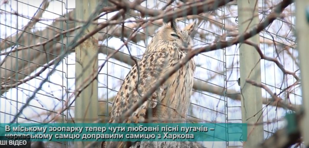 черкаський зоопарк-пугач-пташеня