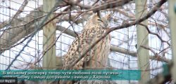 черкаський зоопарк-пугач-пташеня