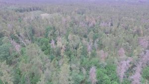 Поблизу Черкас всихає ліс. Сосновим насадженням Дахнівського лісництва наразі вже понад 150 років. Черкаські лісівники запланували провести тут вибіркові санітарні рубки.