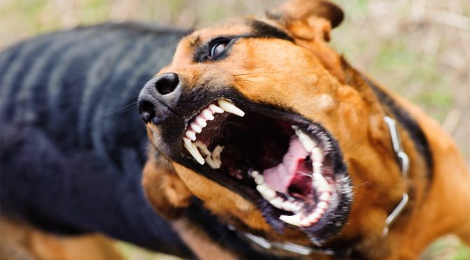 31 травня у Черкасах виявили випадок сказу безпритульного собаки