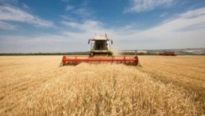 Площа з ґрунтовою засухою на Черкащині збільшилася і спостерігається під озимими зерновими на 25% території області у її східній частині. Спекотна червнева погода, після травневої прохолоди, сприяє прискореному розвитку сільгоспкультур та одночасному дозріванню ранніх хлібів, незалежно від строків сівби, що створить напруженість у проведення жнив.
