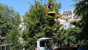 Вздовж бульвару у середмісті Черкас обрізають сухе гілля та аварійні дерева