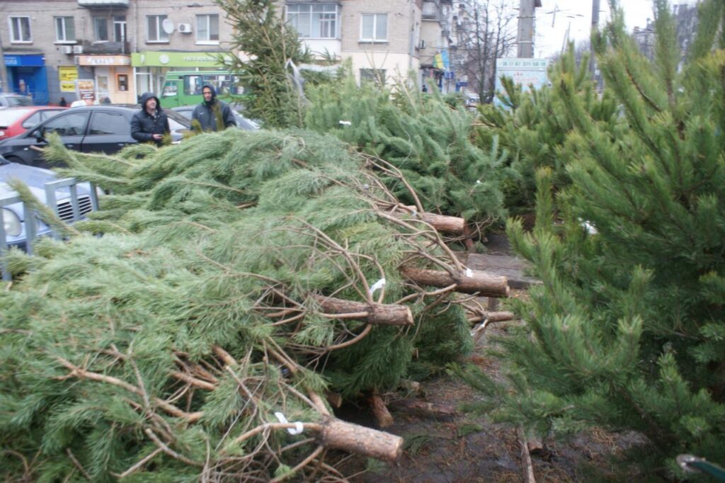 у черкасах визначили місця торгівлі ялинками