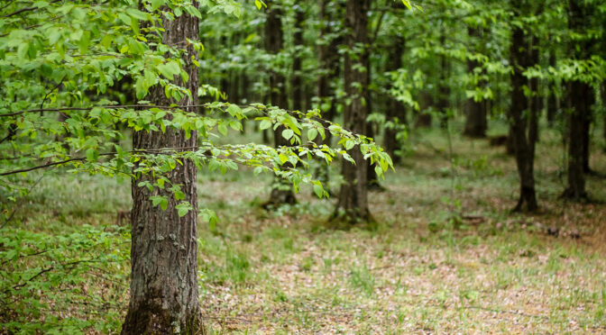 За позовом прокуратури державі повернуто земельну ділянку лісового фонду в Геронимівці