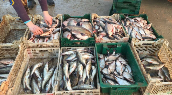 На Кременчуцькому водосховищі поблизу Худяків промисловий рибалка завдав понад 1,2 млн грн збитків, — Держрибагентство