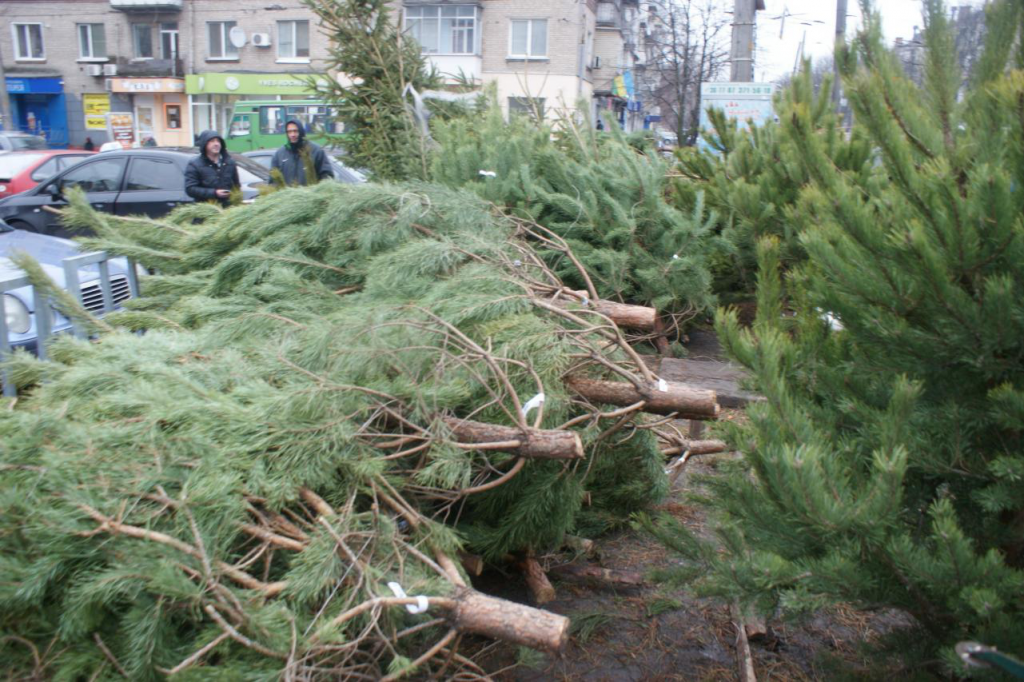 Торгівля новорічними ялинками у Черкасах розпочнеться 13 грудня
