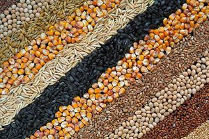 Kernel — один із лідерів аграрного ринку України