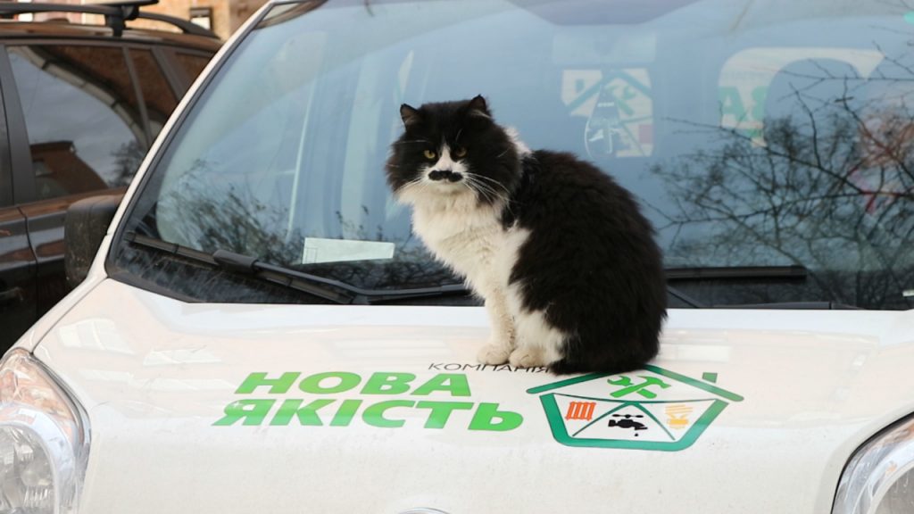 котодім