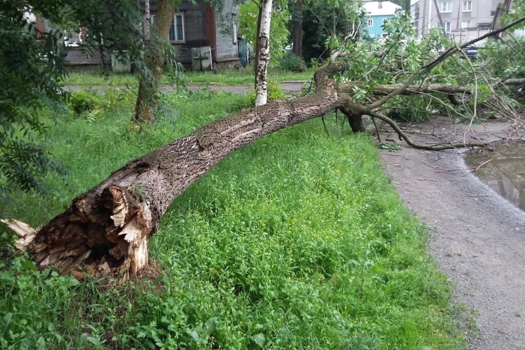 впало дерево