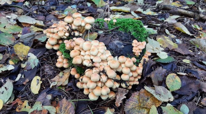 10-місячна дитина отруїлася поганкою: 6 випадків отруєння дикорослими грибами зафіксовано в Черкаській області за 4 жовтня