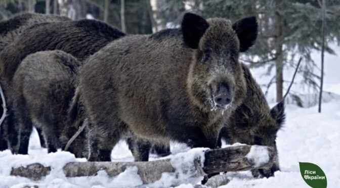 У Черкаській області підбили підсумки зимового обліку тварин