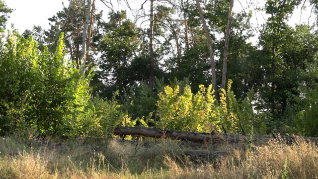 0309_lisova_prosika2