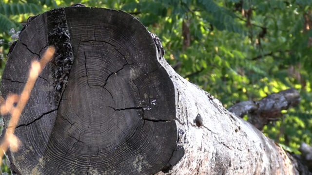 0309_lisova_prosika4