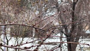 1-4 лютого Черкащину охопить ультраполярний холод — синоптики