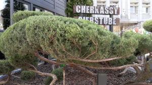 Живі скульптури просто неба: як черкасці створюють витвори топіарного мистецтва