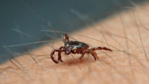 Кліщ вкусив? Спокійно: лише кожен третій — носій борелій. Розбираємо з лікарем Прокопчуком 5 міфів про хворобу Лайма і як не дати бореліям шанс