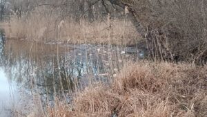 В річці Ірклій Золотоніського району масово загинула риба. Причина — зимова задуха