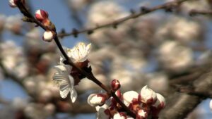 У Черкасах почали цвісти абрикоси — дерева вже вкриваються ніжним біло-рожевим цвітом