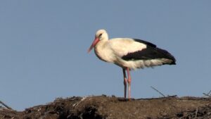 У Черкаси почали повертатися лелеки після зимівлі