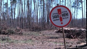 Рік після катастрофи: що стало з лісом біля Кединої гори