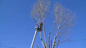 Смілянські вулиці стають безпечнішими: триває санітарна обрізка дерев