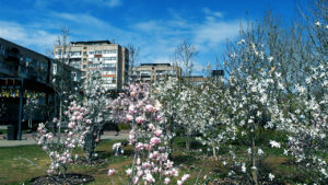 Магнолії стають одним із символів черкаської весни