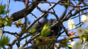 Сакури готуються вразити черкасців своїм щорічним цвітінням