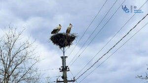 Енергетики завершили встановлення штучних гнізд для лелек на електроопорах. Із початку квітня на Черкащині встановили понад 30 металевих конструкцій
