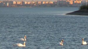 Біля берегів Дніпра у Благодатному — справжній лебединий «зліт» — жива картина, що привертає увагу і від якої стає тепліше на душі