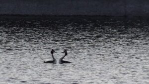 На Дніпрі біля Благодатного пірникози влаштували чуттєві шлюбні танці — саме зараз триває період формування пар