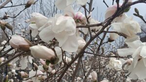 Від +20° до заморозків: погода на Черкащині різко зміниться