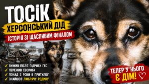 Тосік, або Херсонський Дід: історія собаки, який вижив після підриву ГЕС, мало не помер від укусу кліща у Черкасах і знайшов свою нову родину