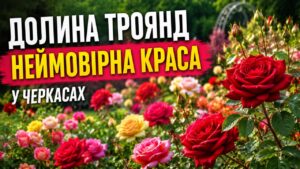 Трояндовий сад у Долині Троянд переживає пік цвітіння: десятки сортових троянд розкрили свої бутони, перетворивши парк на одну з найкрасивіших локацій Черкас
