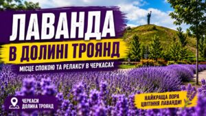 У Долині Троянд у Черкасах триває цвітіння лаванди