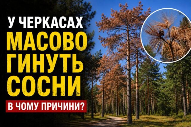 2307_sosny1