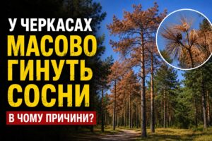 У Черкасах масово всихають сосни: екологи назвали головні причини