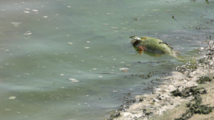 Стан води на черкаських пляжах суттєво погіршився